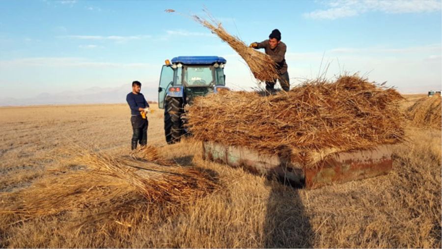 SULTAN SAZLIĞINDA MEŞAKKATLİ MESAİ BAŞLADI