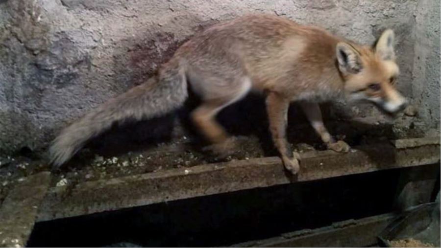 KÜMESE GİREN TİLKİ TAVUKLARI YEDİ