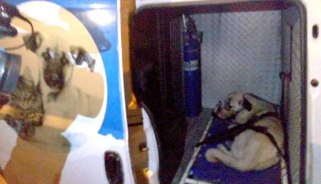 YARALI KÖPEĞE KÜÇÜK DOSTLAR AMBULANSI