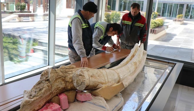 7,4 MİLYON YILLIK HAYVAN FOSİLLERİ