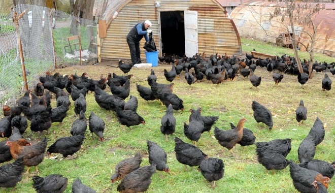 TARİHİ KÖY ENSTİTÜSÜNDEKİ OKULDA HER ÖĞRENCİYE BİR TAVUK