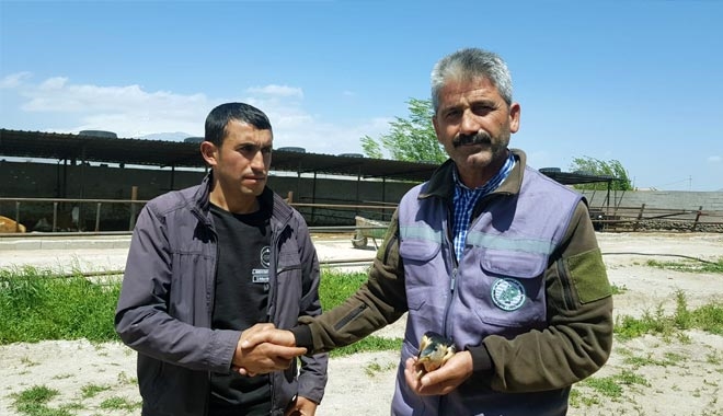 KAYSERİLİ ÇİFTÇİ, NESLİ TÜKENMEKTE OLAN BALABAN KUŞU BULDU