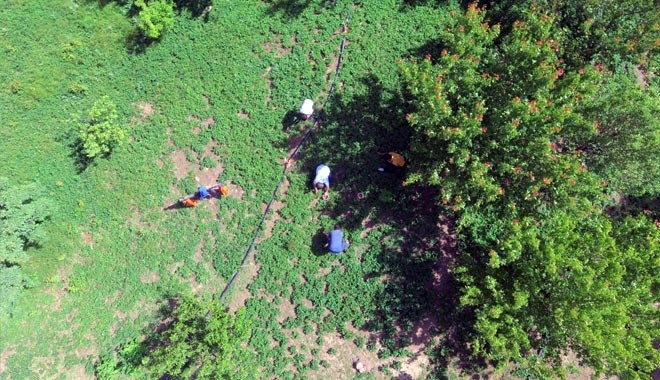 SARICA ÇİLEĞİNİN ÜNÜ DEVELİ´Yİ AŞTI