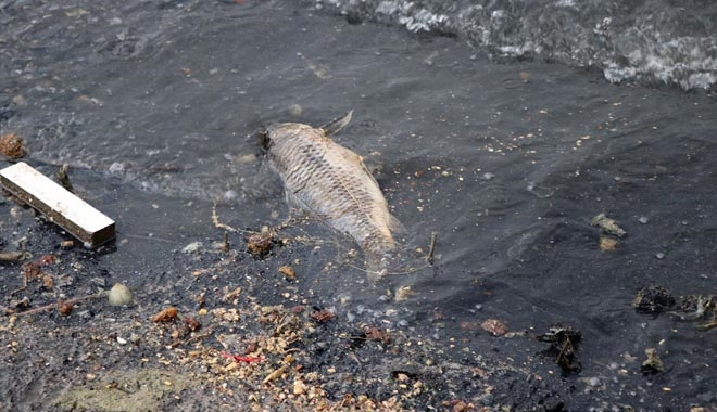 BAYRAMHACILI BARAJINDA BALIK ÖLÜMLERİ