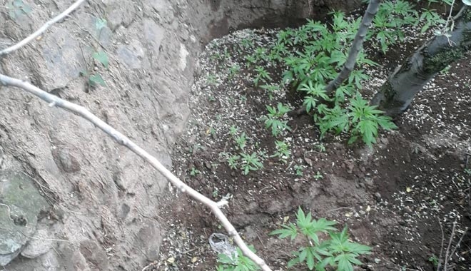 58 KÖK HİNT KENEVİRİ BİTKİSİ ELE GEÇİRİLDİ