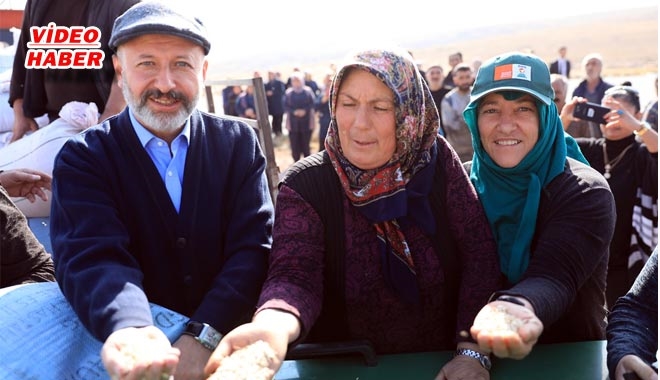 KOCASİNAN´DA ATA YADİGARI SİYEZ BUĞDAYLAR HASADA HAZIRLANIYOR