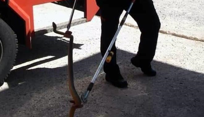 DEVELİ´DE EVE DADANAN YILANLAR YAKALANDI