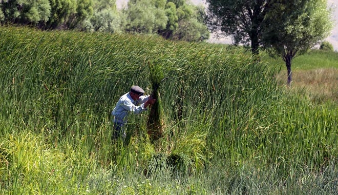DEVELİ´DE KINDIRA KESİMİNE BAŞLANDI