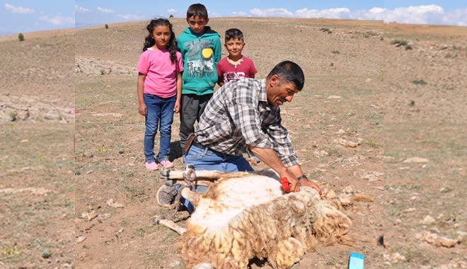 KIRPILAN KOYUNLARIN YÜNLERİ, ÇEYİZ OLUYOR