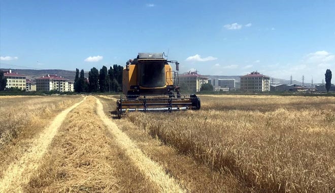 ARPA HASATI BAŞLADI