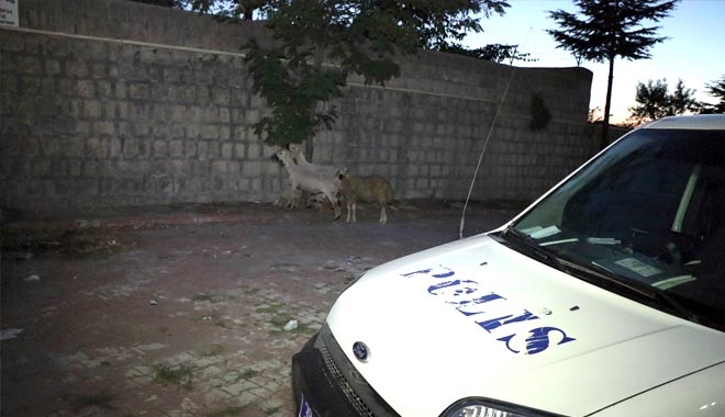 ÇADIRDAN KAÇAN KOYUNLARI