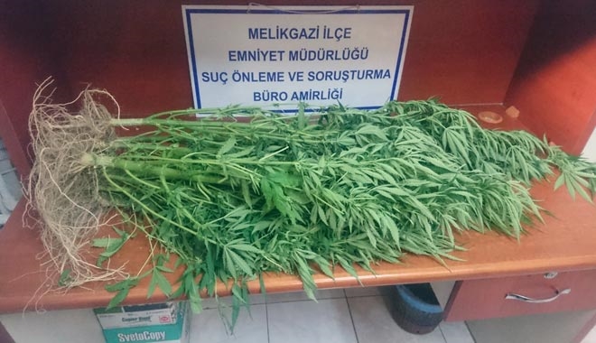 EVİNİN BALKONUNDA HİNT KENEVİRİ YETİŞTİREN ŞAHIS 