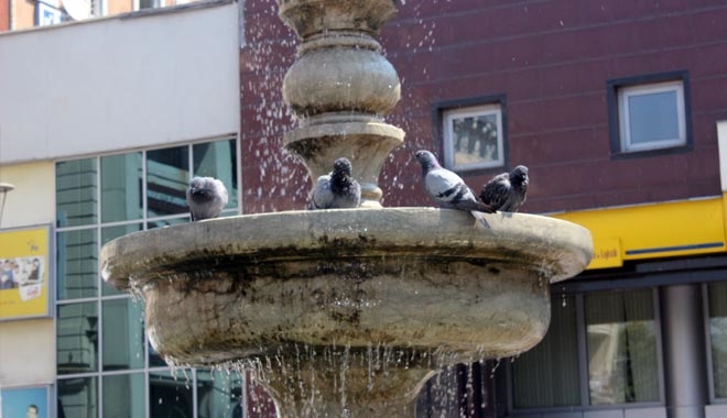 GÜVERCİNLERİN SU BANYOSU