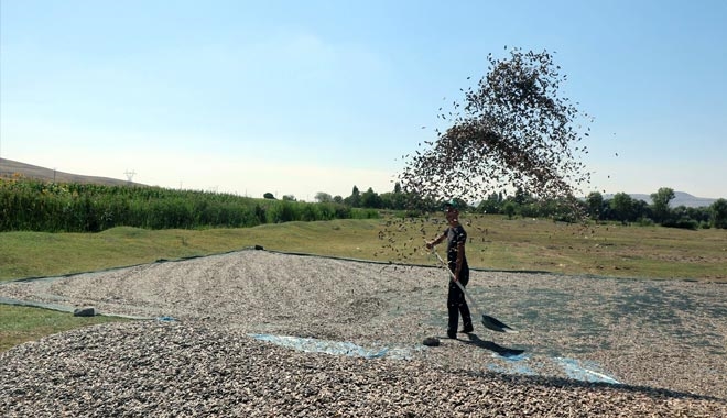 ÇİFTÇİLER ?ÇİN´ ÇEKİRDEĞİNİ KAYSERİ´DE ÜRETTİ