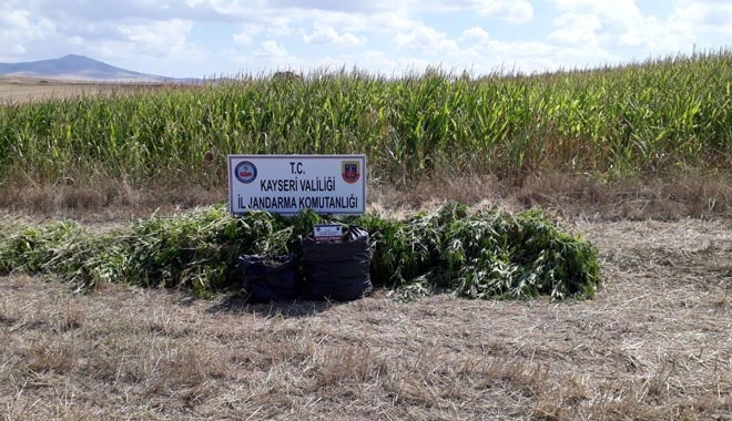 KAYSERİ´DE 11 BİN KÖK HİNT KENEVİRİ ELE GEÇİRİLDİ 