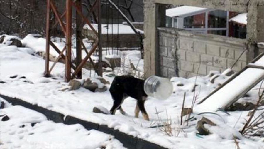 BAŞI BİDONA SIKIŞAN YAVRU KÖPEĞİ JANDARMA KURTARDI