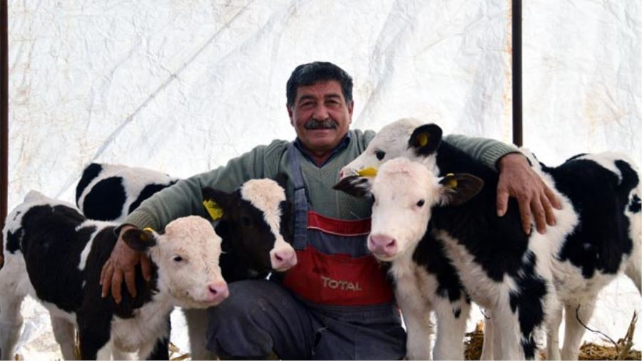 BESİCİNİN ÇİFTE İKİZ BUZAĞI SEVİNCİ