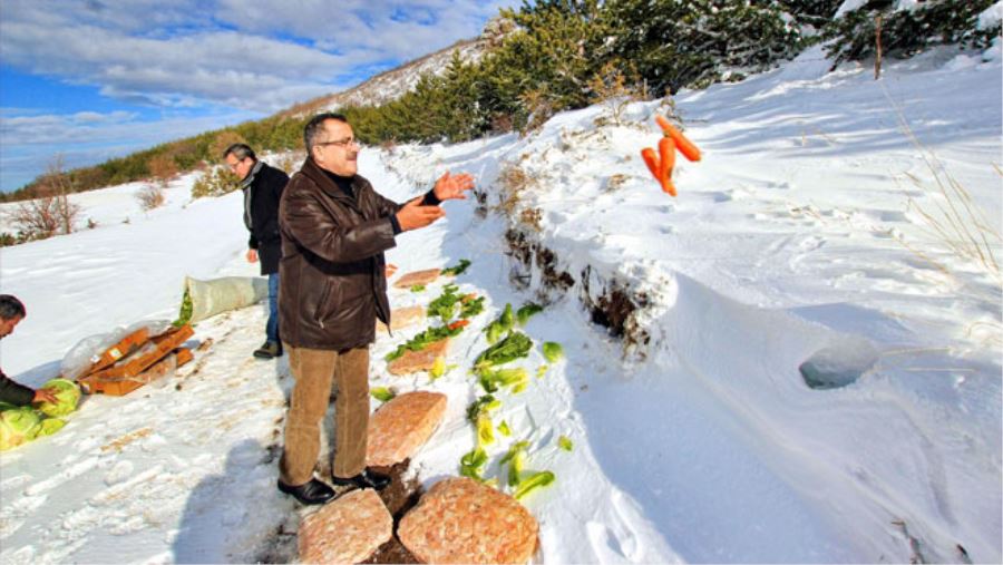 YABAN HAYVANLARI İÇİN DOĞAYA YEM BIRAKILDI