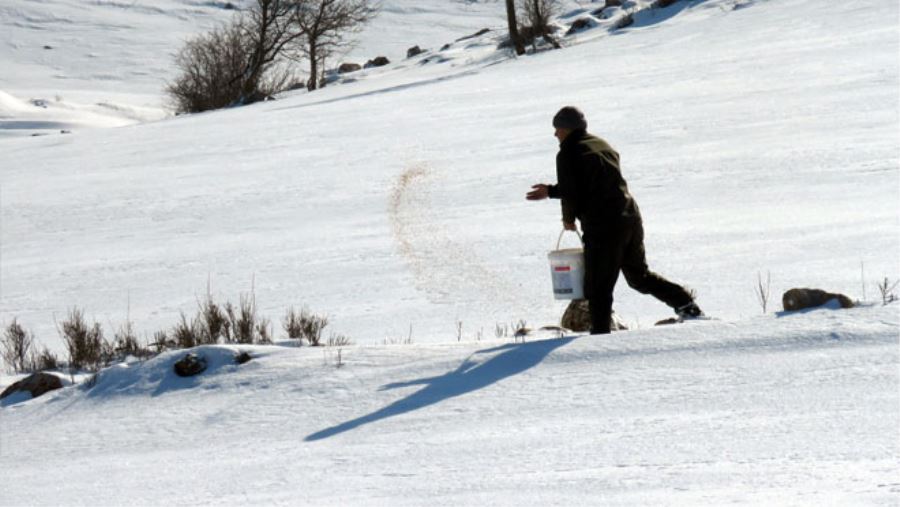 YABAN HAYVANLARINA YEM DESTEĞİ