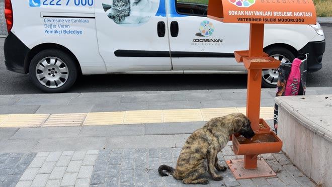 KÜÇÜK DOSTLAR KOCASİNAN