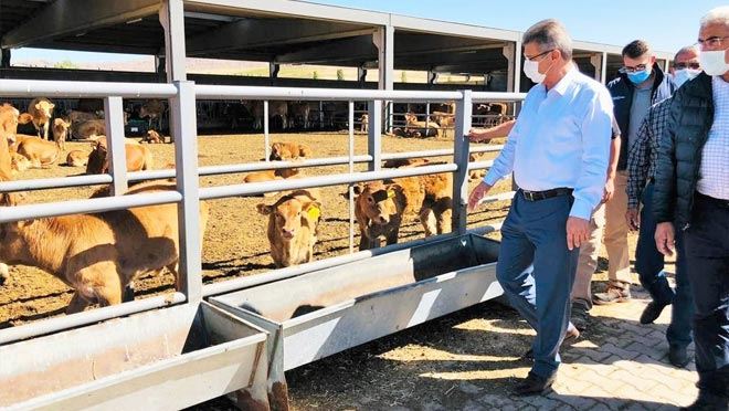 GEMEREK PANDOĞA’NIN İLK BUZAĞILARI YENİ YUVALARINA UĞURLANDI