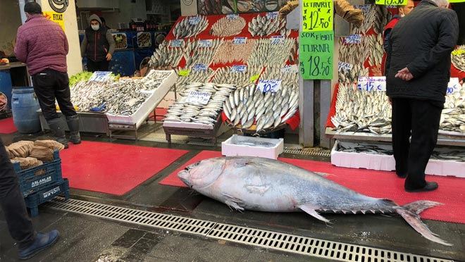 185 KİLOLUK DEV BALIĞI GÖRENLER ŞAŞKINLIK YAŞADI