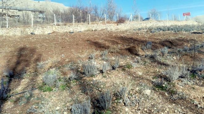 DEVELİ BELEDİYESİ’NDEN 5.500 LAVANTA FİDESİ EKİMİ