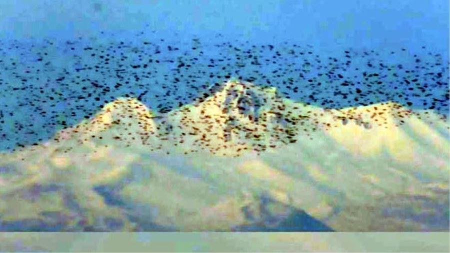 SIĞIRCIKLARIN DANSI BÜYÜLEDİ