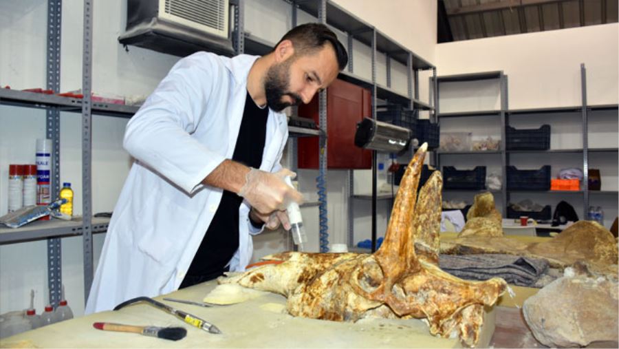 7,5 MİLYON YILLIK FOSİLLER İNCE İŞÇİLİKLE SERGİYE HAZIRLANIYOR