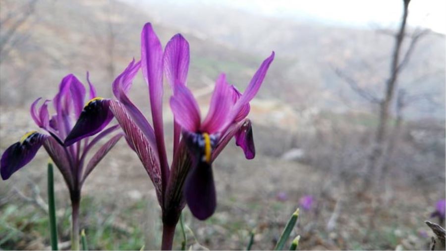 KIR NAVRUZU GÖRÜNTÜLENDİ