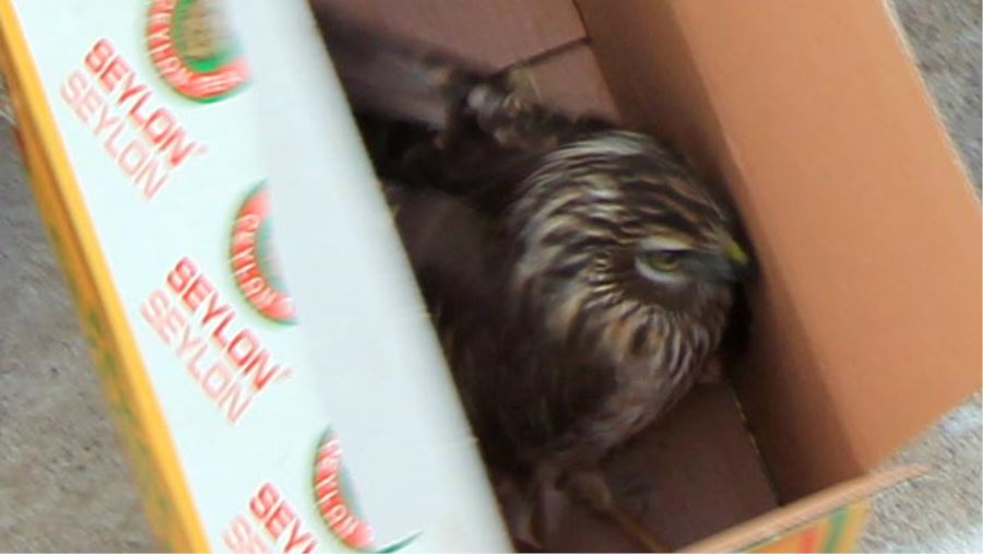 YARALI HAYVANLARA YAŞAM ELİ