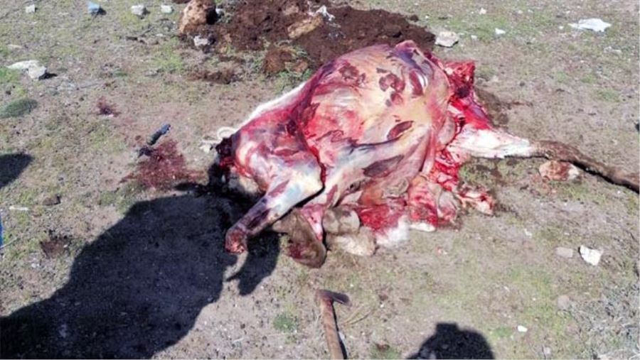 KAÇAK KESİME SUÇÜSTÜ