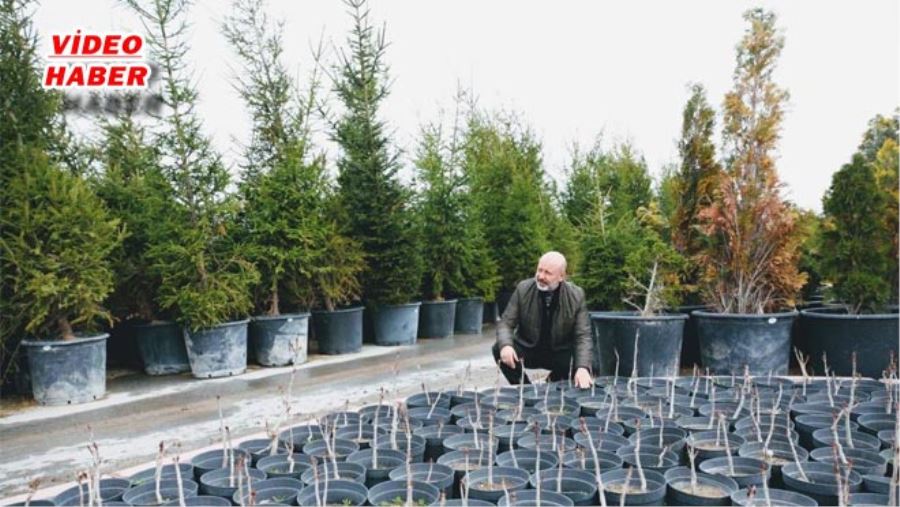 KOCASİNAN’IN AKCİĞERLERİNE CEVİZ VE ÇAM FİDANI TAKVİYESİ