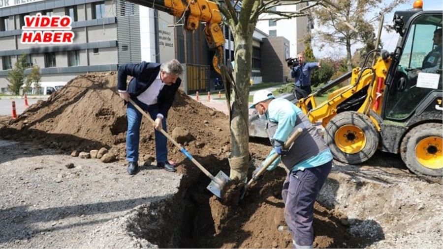 TIR TIR GELDİ, TEK TEK DİKİLDİ