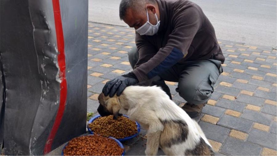 BÜNYAN BELEDİYESİ SOKAK HAYVANLARINI UNUTMUYOR