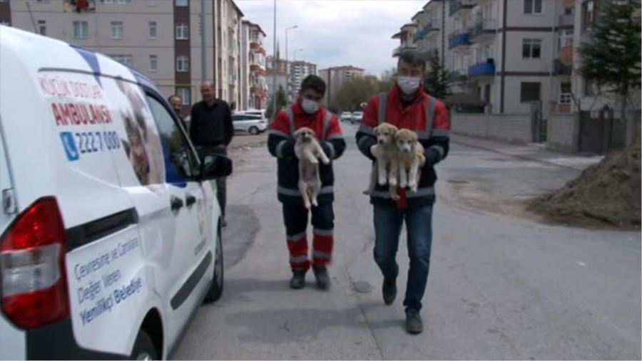 KÜÇÜK DOSTLAR AMBULANSI ÜÇ YAVRU KÖPEĞE SAHİP ÇIKTI