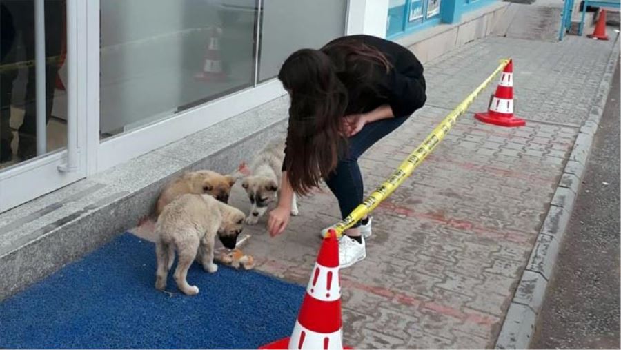 YİYECEK BULMAKTA ZORLANAN SOKAK HAYVANLARINA