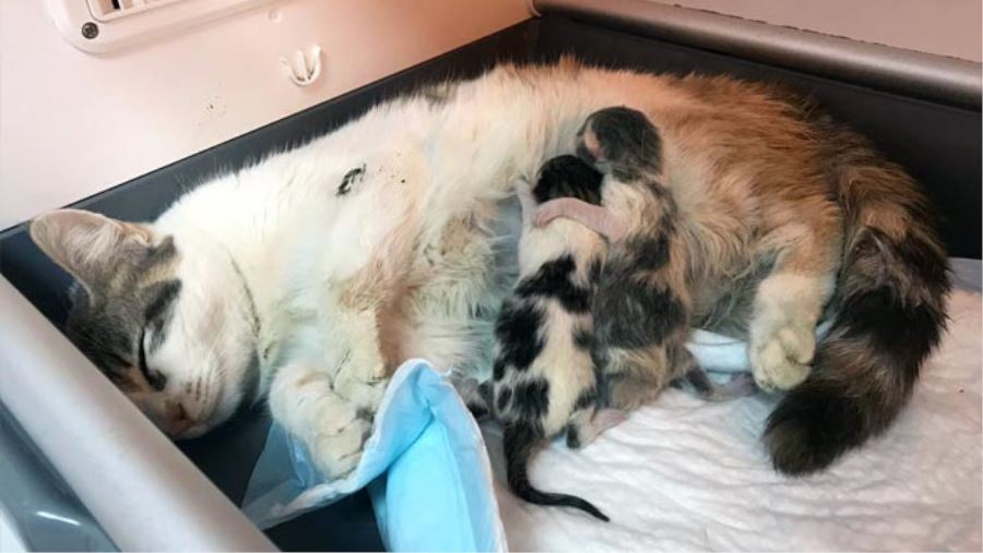 ANNE KEDİ VE İKİ YAVRUSU SEZARYENLE KURTARILDI