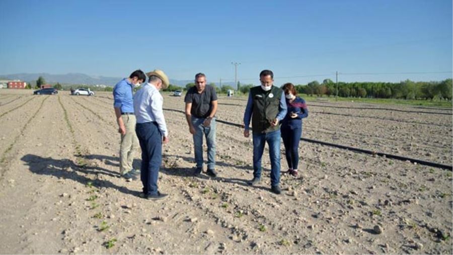 KAYSERİ’NİN ÇİLEK FİDESİ TÜRKİYE’Yİ BESLİYOR