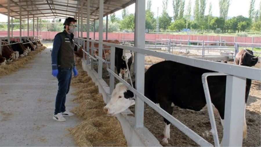 KORONA VİRÜSE YAKALANAN ÇİFTÇİNİN HAYVANLARINA