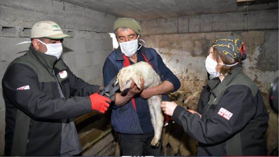 20 YIL SONRA KÖYÜNE GERİ DÖNEREK BESİCİLİĞE EL ATTI