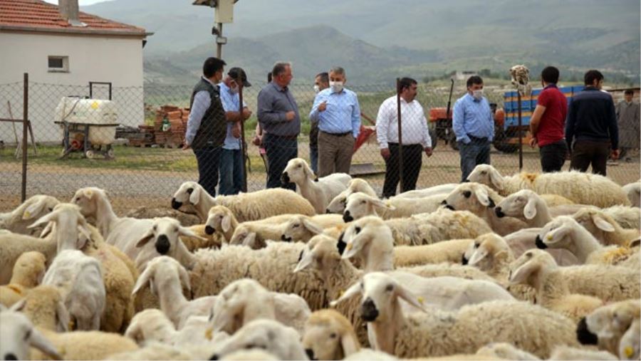 4 KOYUNLA HAYVAN YETİŞTİRİCİLİĞİNE BAŞLADI, 800 KÜÇÜKBAŞ HAYVANA ULAŞTI