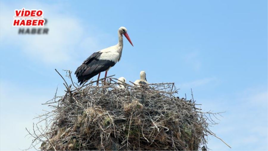 LEYLEKLER HÜRMETÇİ SAZLIĞI’NA GELMEYE BAŞLADI