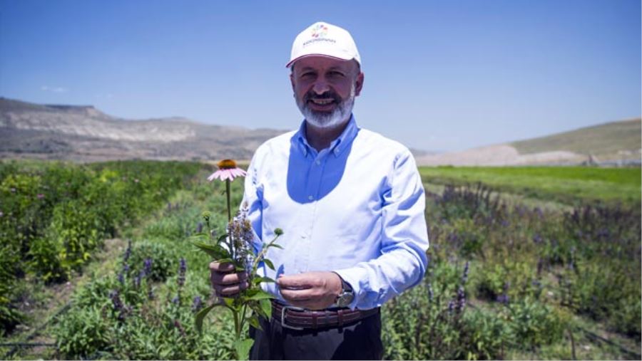 BELEDİYENİN TIBBİ AROMATİK BİTKİ TARLALARI ÇİFTÇİYE YÖN VERECEK