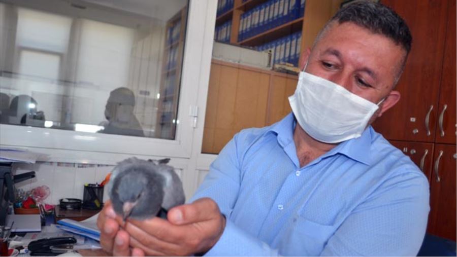 YAVRU GÜVERCİNİ BELEDİYE PERSONELİ BÜYÜTÜYOR