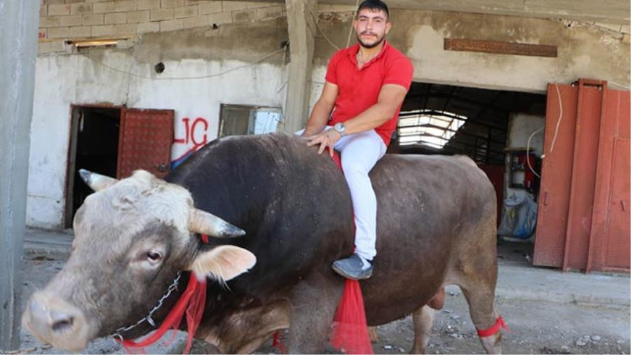 GÖZÜ GİBİ BAKTIĞI BOĞANIN ÜSTÜNDE MATADOR GİBİ POZ VERDİ