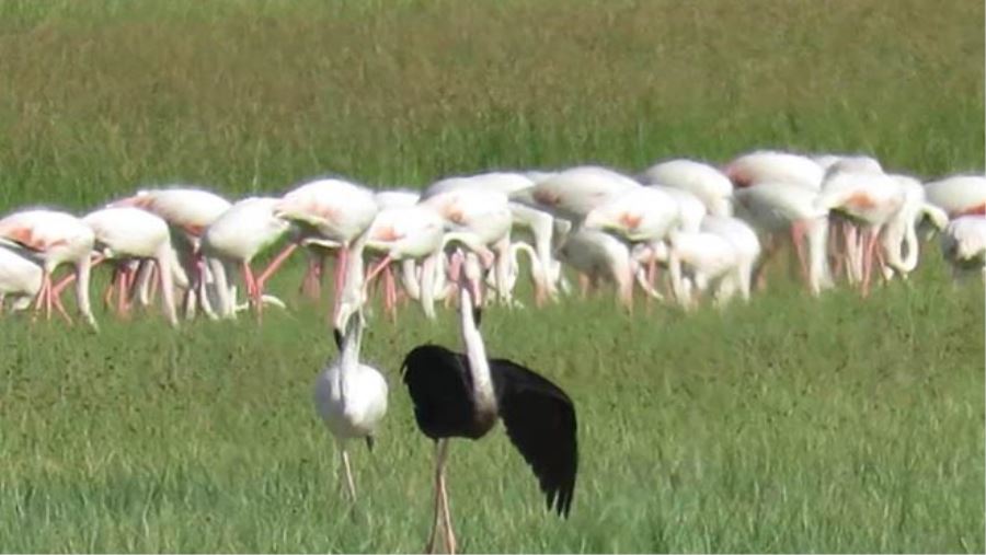SULTAN SAZLIĞI’NDA SİYAH FLAMİNGO