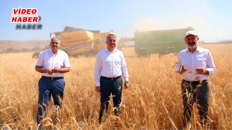 10 BİN YILLIK SİYEZ BUĞDAYININ HASADI YAPILDI 