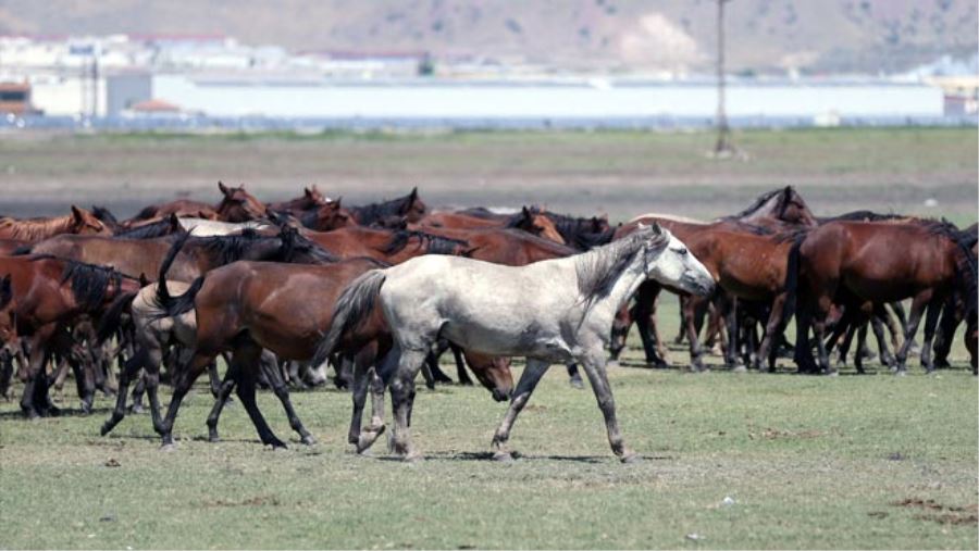 “ÖZGÜR ATLAR” KİMLİK SAHİBİ OLUYOR