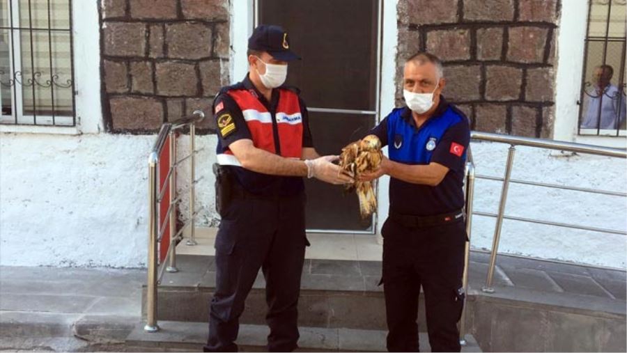 YARALI ŞAHİNE JANDARMA ŞEFKATİ